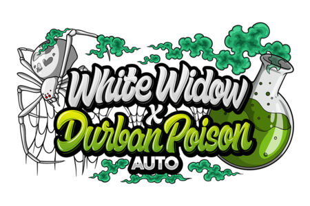 White Widow x Durban Poison Auto-Flower: A Potent Hybrid from Dank Seeds USA