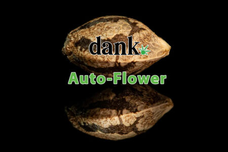 Auto-Flower THC Seeds, Cannabis Seeds, Dank Feminized Marijuana Seeds