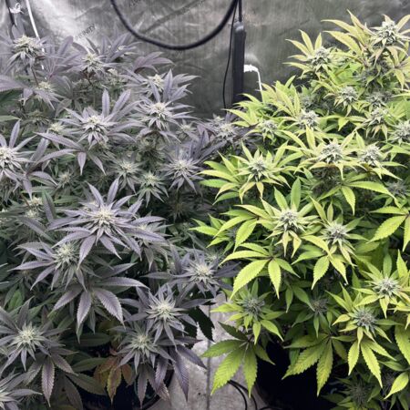 Brian Dank Cannabis Seeds