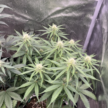 The happy connoisseur 